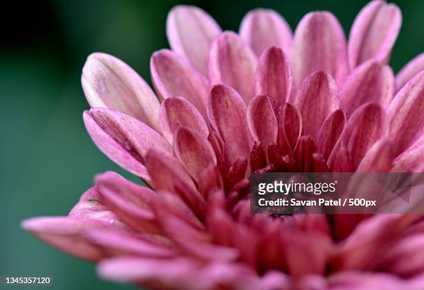 close-up of pink flower - capolino foto e immagini stock