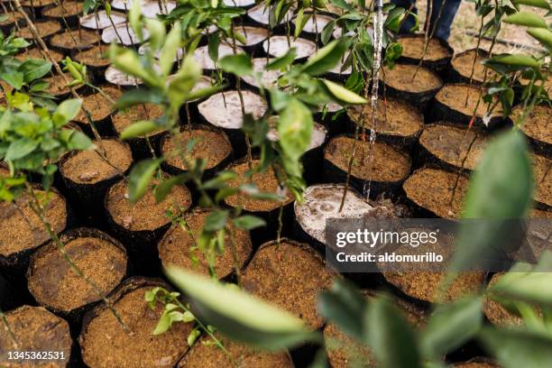 viele wachsende pflanzen in plastiktöpfen werden bewässert - tree farm stock-fotos und bilder