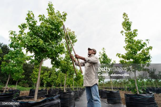lateinischer arbeiter, der eine gartenschere hält und blätter schneidet - tree farm stock-fotos und bilder