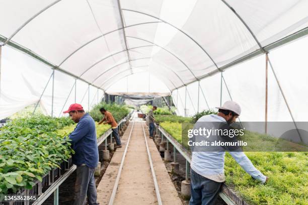 latin workers standing and working in plant nursery - greenhouse stock pictures, royalty-free photos & images