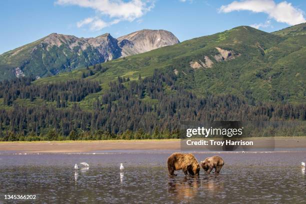 alaskan brown bear family and mountains - alaska coastline stock pictures, royalty-free photos & images