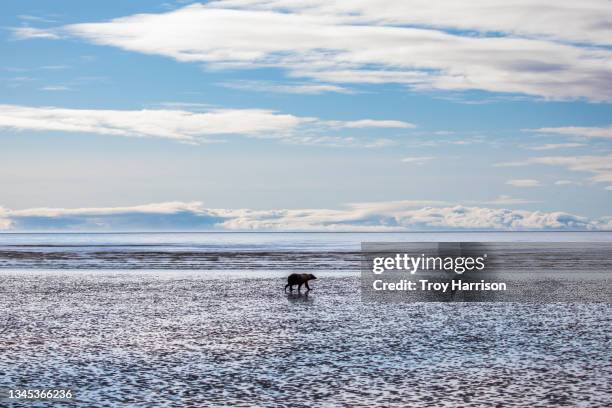 alaskan brown bear walking the tidal flats - alaska coastline stock pictures, royalty-free photos & images
