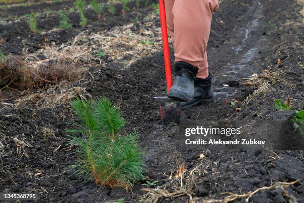male and female volunteers plant young coniferous trees and fir trees to restore the forest, in a field, forest, nature park or nature reserve. the concept of volunteering, charity, gardening, ecology and environmental protection. - beautiful male feet stock-fotos und bilder