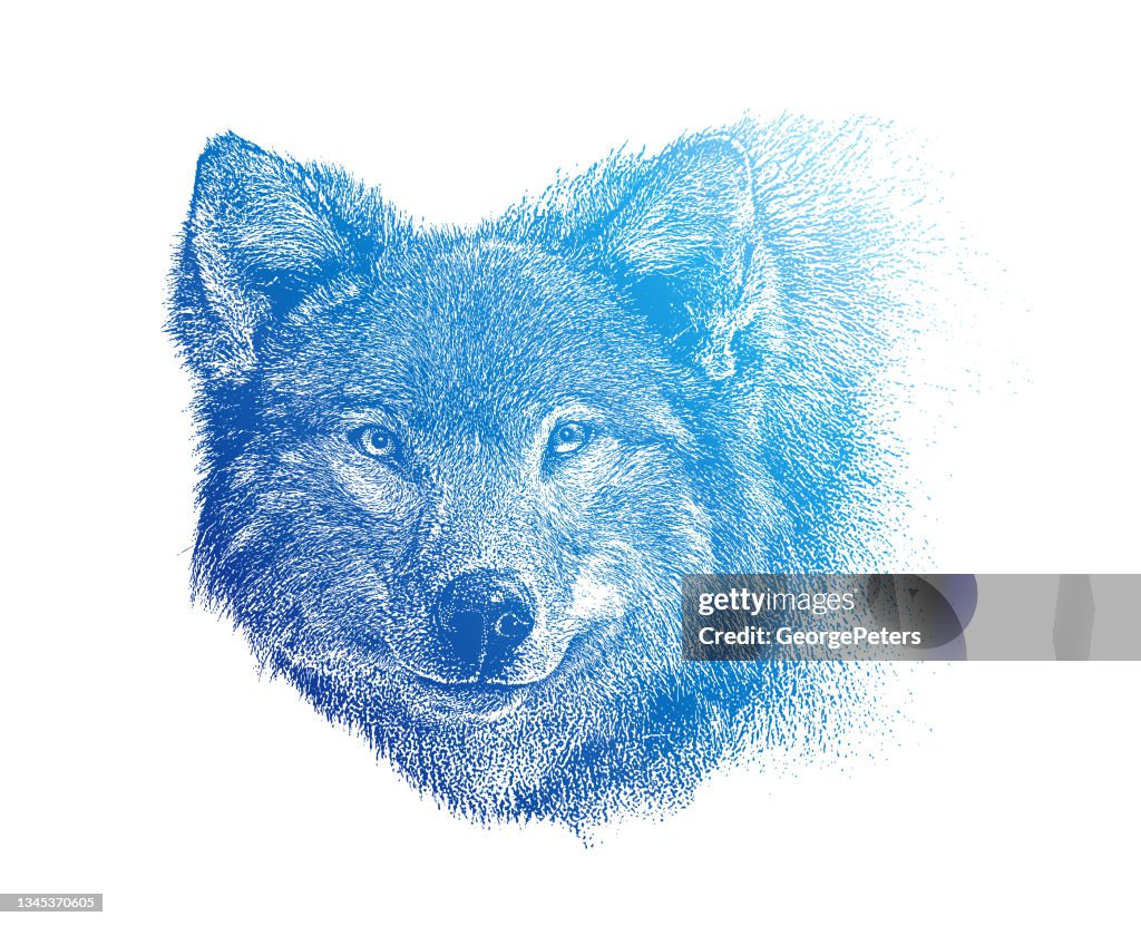 Close-up of Gray Wolf head