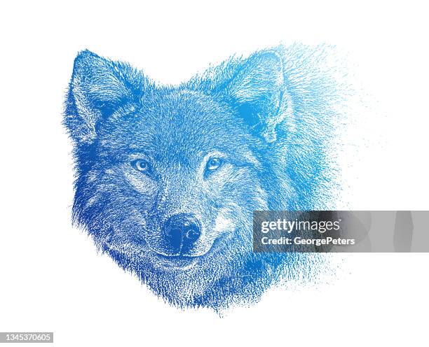 close-up of gray wolf head - red wolf stock illustrations