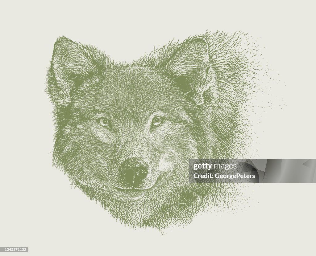Close-up of Gray Wolf head
