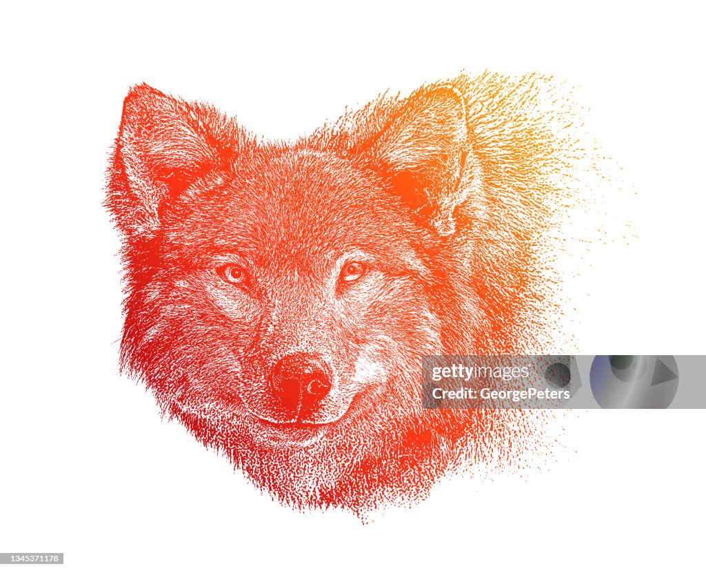 Close-up of Gray Wolf head