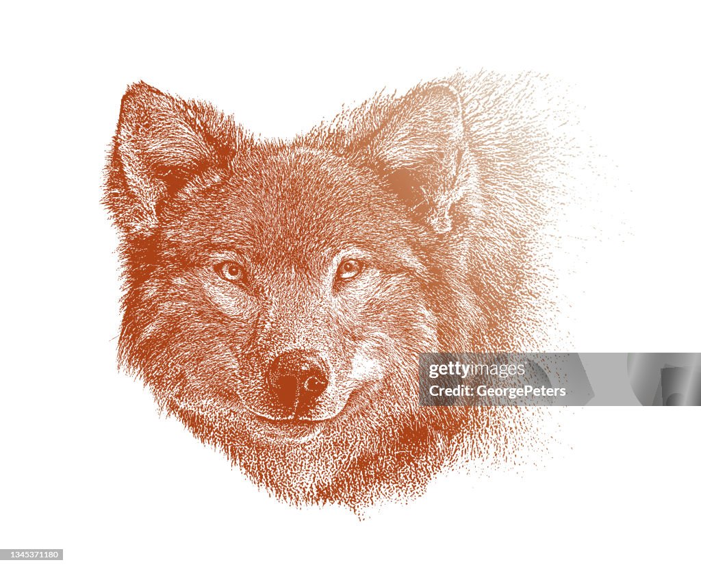 Close-up of Gray Wolf head