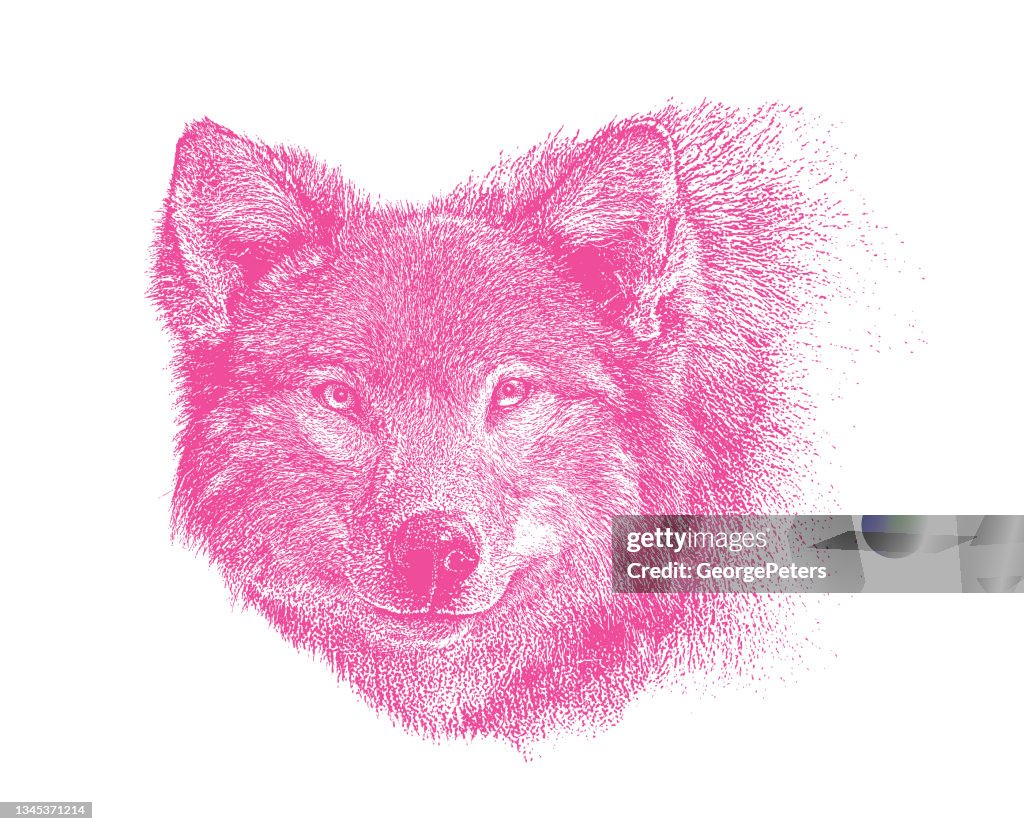 Close-up of Gray Wolf head