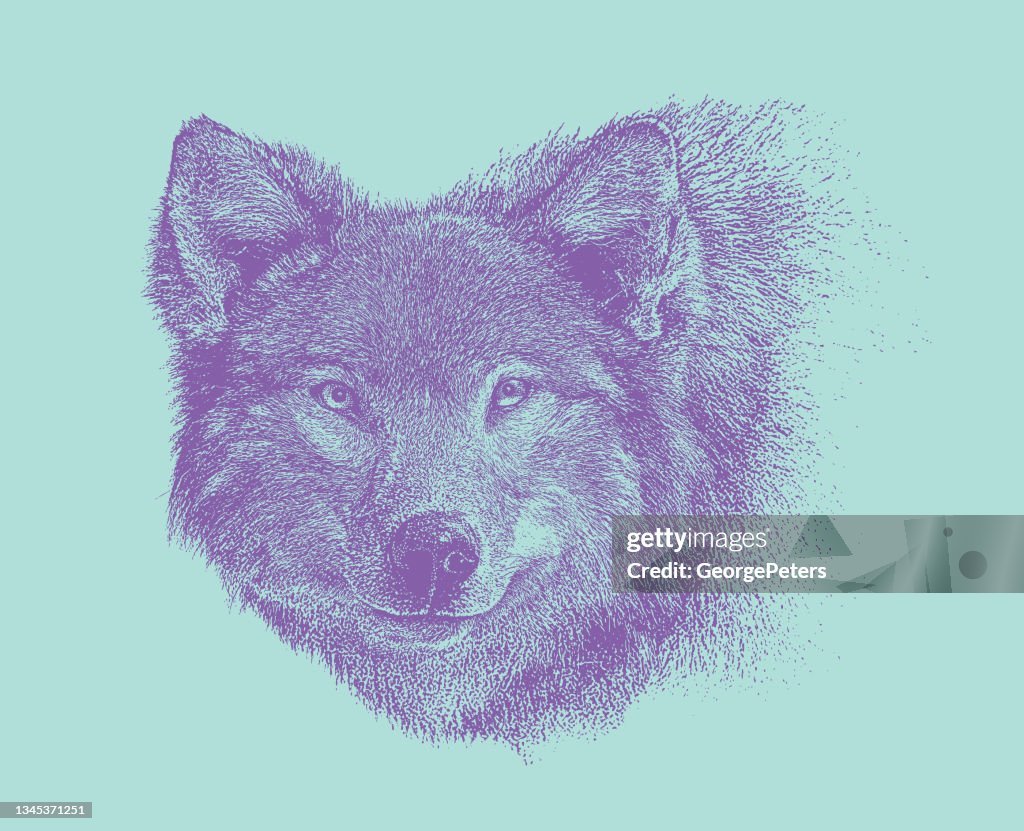 Close-up of Gray Wolf head