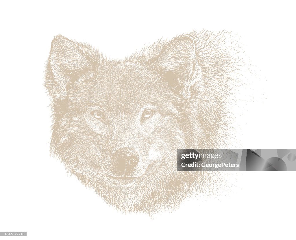 Close-up of Gray Wolf head
