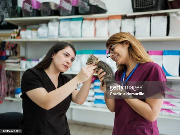 veterinarians looking at kitty - vet with kitten stock pictures, royalty-free photos & images