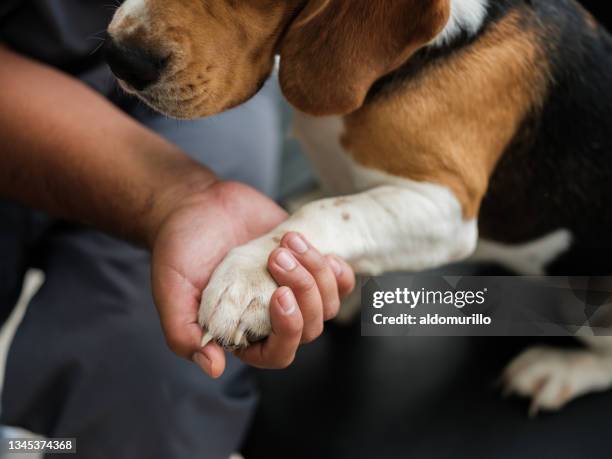 veterinario che tiene la zampa del cane - animal foot foto e immagini stock