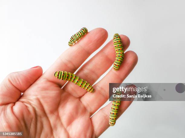 group of swallowtail caterpillars - swallowtail butterfly stock pictures, royalty-free photos & images