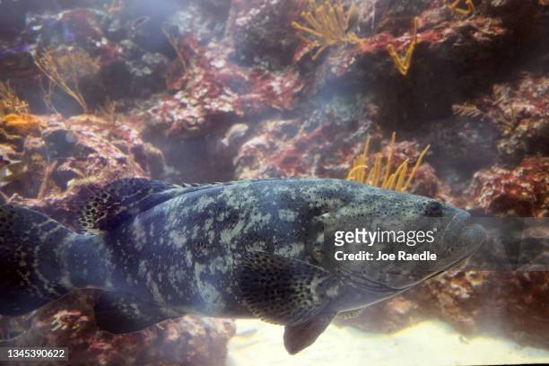 Goliath grouper swims in an aquarium at the Phillip and Patricia Frost Museum of Science on October 07, 2021 in Miami, Florida. For the first time in...