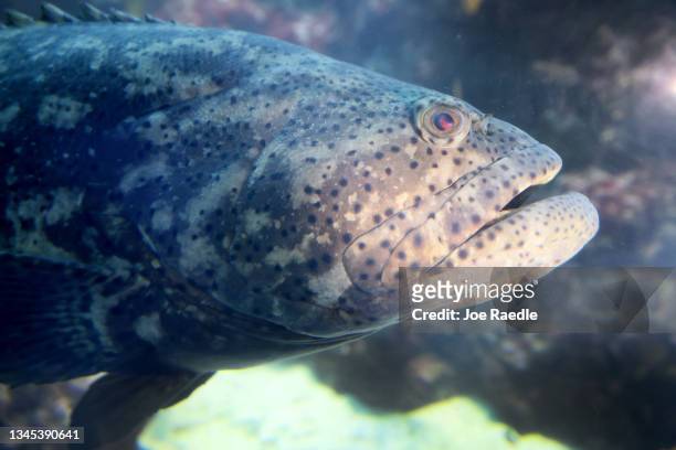 Goliath grouper swims in an aquarium at the Phillip and Patricia Frost Museum of Science on October 07, 2021 in Miami, Florida. For the first time in...