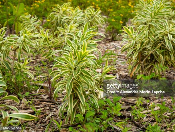 song of jamaica (dracaena reflexa) in the garden - dracaena stock pictures, royalty-free photos & images