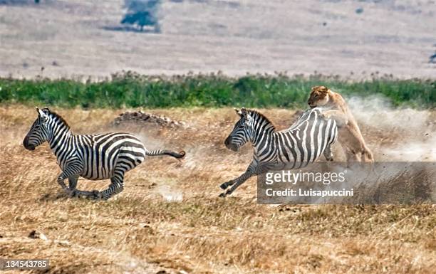 killing of zebra by hunting lioness - luisapuccini foto e immagini stock