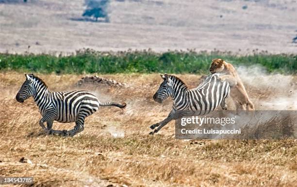 killing of zebra by hunting lioness - luisapuccini stock pictures, royalty-free photos & images