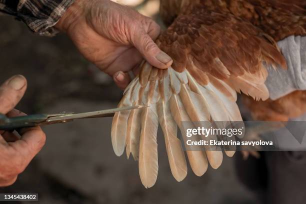 trimming the feathers of a chicken with scissors. close-up. - chicken decoration stock-fotos und bilder