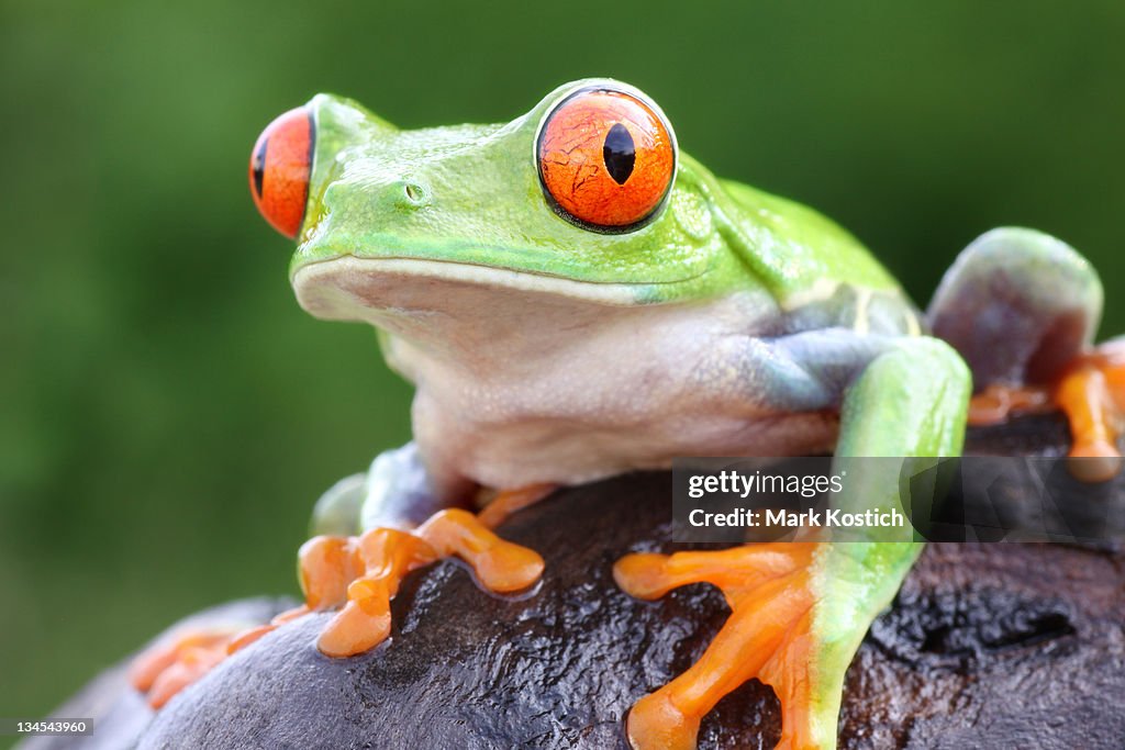 Red-eyed Tree Frog