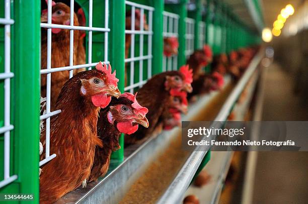 caged chickens - animals in captivity stock-fotos und bilder
