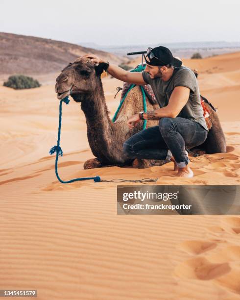 man with camel in the desert - dromedary camel stock pictures, royalty-free photos & images