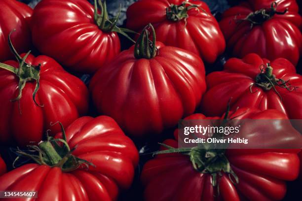 fresh ripe red beefsteak tomatoes or coeur de boeuf tomatoes in garden - beefsteak tomato stock pictures, royalty-free photos & images