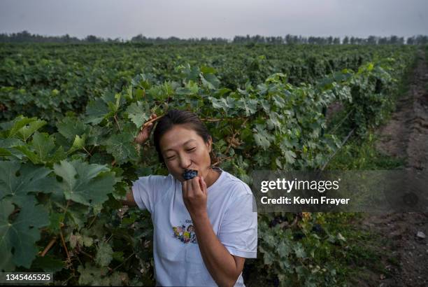 Vineyard owner and winemaker Emma Gao tastes cabernet grapes while touring her vineyard at the Silver Heights Winery on September 16, 2021 at the...