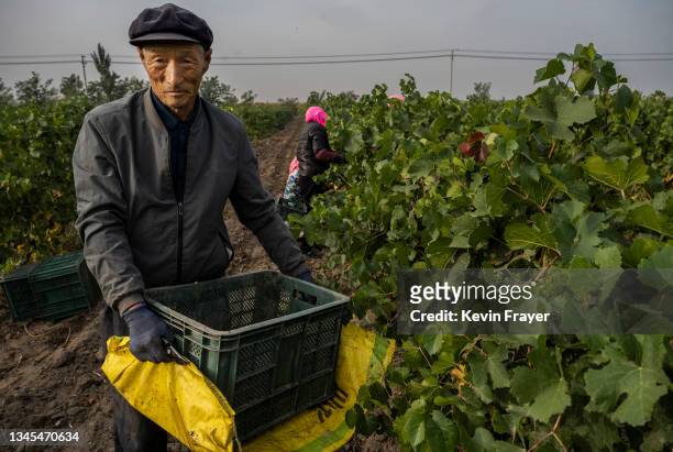 Local worker carries pinot noir grapes during the harvest at Silver Heights Winery on September 17, 2021 at the edge of the Helan Mountains in Jin...