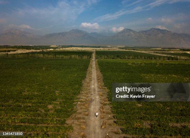 Vineyard owner and winemaker Emma Gao, centre, walks in one of her vineyards at Silver Heights Winery on September 17, 2021 at the edge of the Helan...