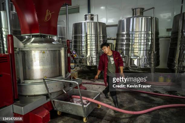 Winemaker works at Silver Heights Winery on September 17, 2021 at the edge of the Helan Mountains in Jin Shan, Ningxia Hui Autonomous Region, China....