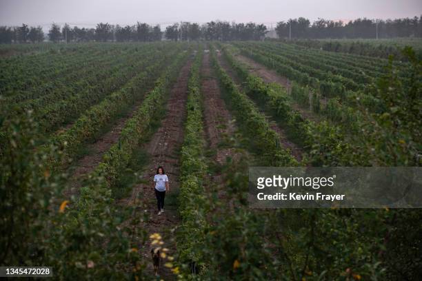Vineyard owner and winemaker Emma Gao walks with her dogs while touring her vineyard at the Silver Heights Winery on September 16, 2021 at the edge...