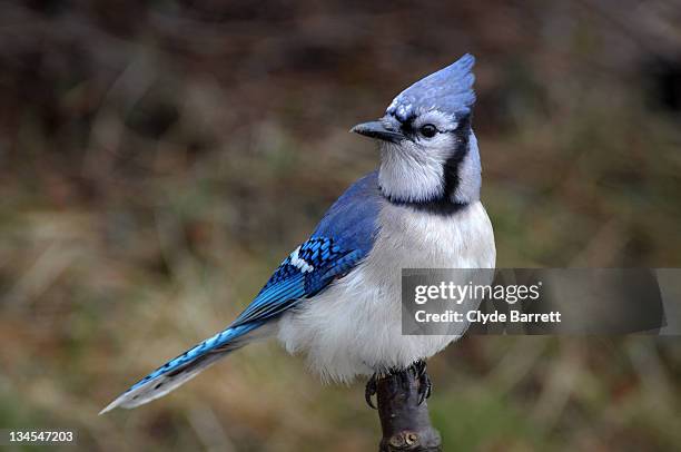 blue jay - blue jay stock pictures, royalty-free photos & images