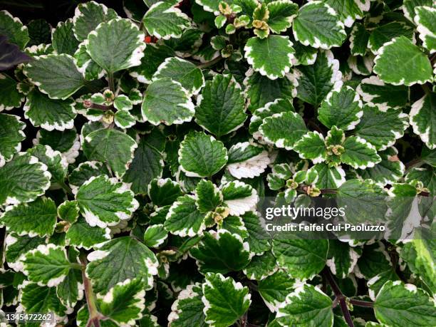 plectranthus madagascariensis plant background - incense stock pictures, royalty-free photos & images