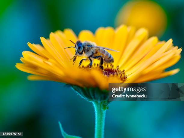 abeille sur la fleur de calendula - api photos et images de collection