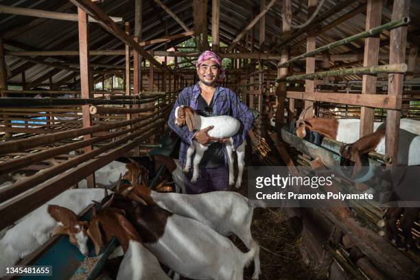 asain farmer holding baby goat in the farm. farm livestock farming for the industrial production of goat meat products, goat breeder. - breeder stock pictures, royalty-free photos & images