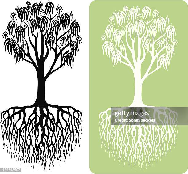 eukalyptus-baum silhouette - eukalyptusbaum stock-grafiken, -clipart, -cartoons und -symbole