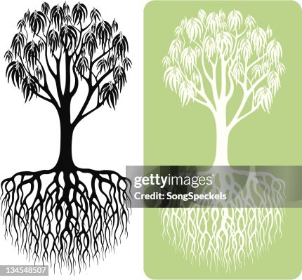 Eucalyptus Tree Silhouette Eucalyptus Tree Silhouette