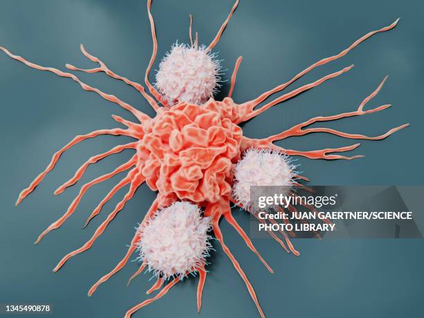 natural killer cells attacking a cancer cell, illustration - metastatic tumour stock illustrations