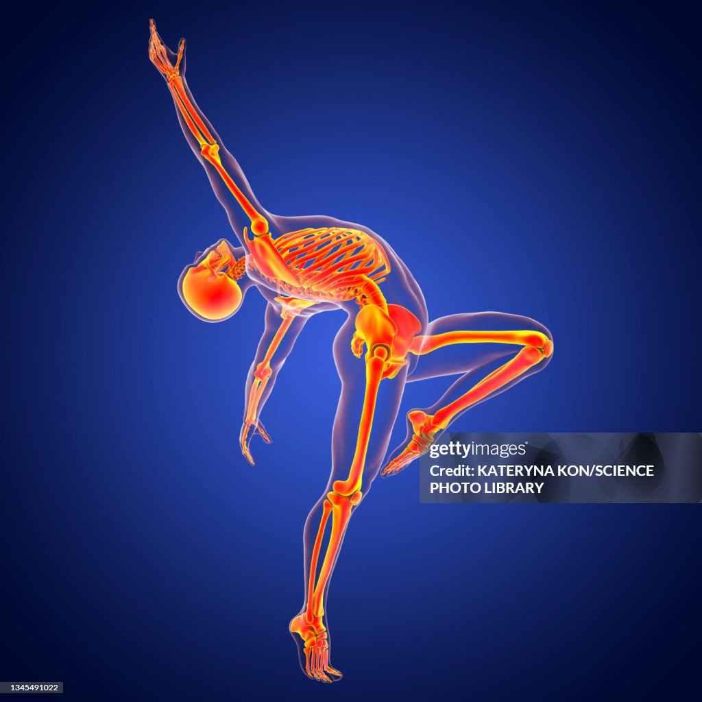 Anatomy Of A Dancer Illustration High Res Vector Graphic Getty Images anatomy-of-a-dancer-illustration-high-res-vector-graphic-getty-images