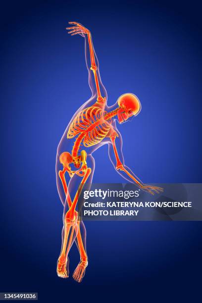 anatomy of a dancer, illustration - spine model stock illustrations