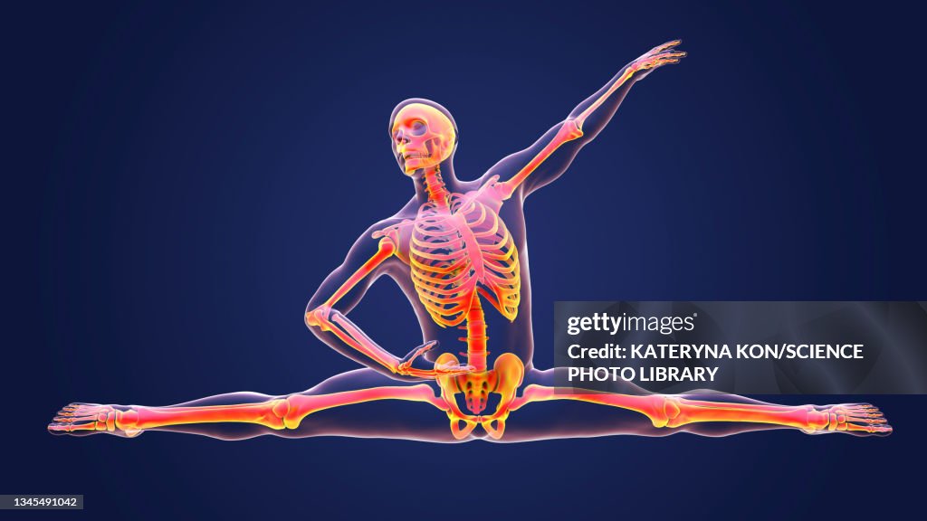 Anatomy Of A Dancer Illustration High Res Vector Graphic Getty Images anatomy-of-a-dancer-illustration-high-res-vector-graphic-getty-images