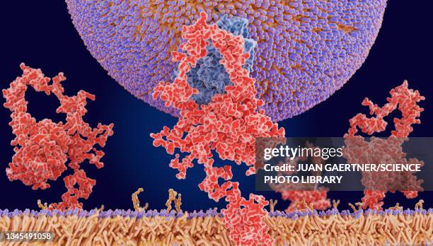 illustrazioni stock, clip art, cartoni animati e icone di tendenza di ldl particle binding to a receptor, illustration - lipoproteina a bassa densità