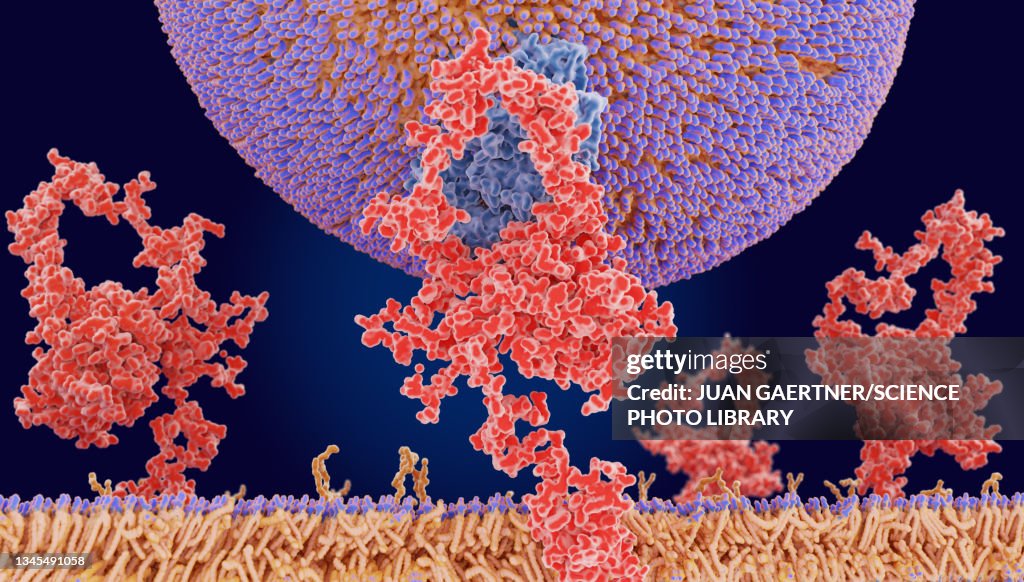 LDL particle binding to a receptor, illustration