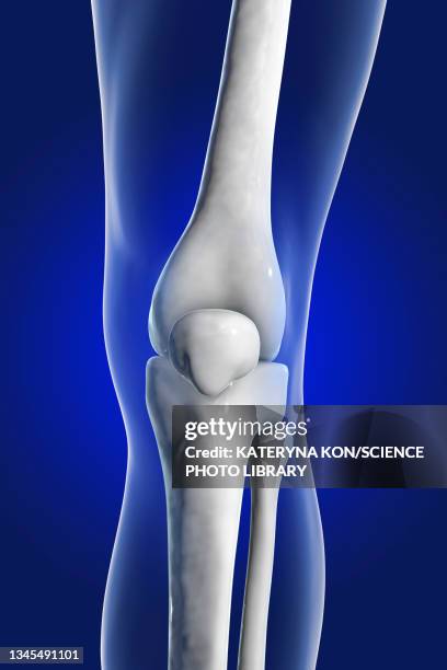 human knee joint, illustration - menschliches bein stock-grafiken, -clipart, -cartoons und -symbole
