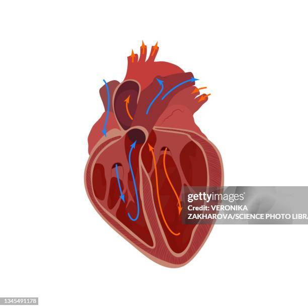 bildbanksillustrationer, clip art samt tecknat material och ikoner med internal structure of the heart, illustration - heart ventricle