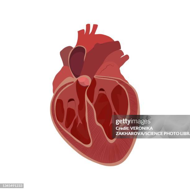 ilustraciones, imágenes clip art, dibujos animados e iconos de stock de enlarged heart, illustration - miocardio