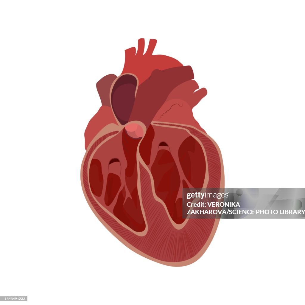 Heart Inlarge Image Enlarged Heart Illustration High-Res Vector Graphic - Getty Images