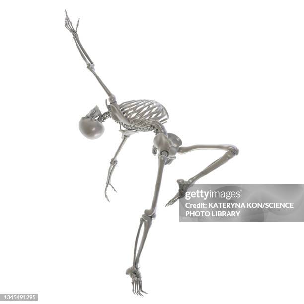 illustrations, cliparts, dessins animés et icônes de anatomy of a dancer, illustration - ballerine